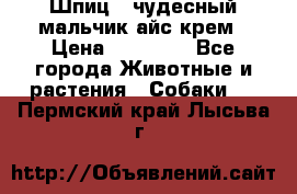 Шпиц - чудесный мальчик айс-крем › Цена ­ 20 000 - Все города Животные и растения » Собаки   . Пермский край,Лысьва г.